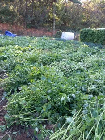 2025년 10월에 파종하기 좋은 작물들 농업 재배법_9