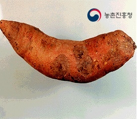 고구마 검은무늬병