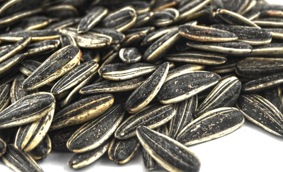 해바라기씨 성인병 예방