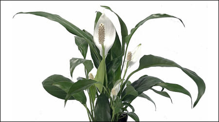 스파티 필름 화분