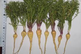 마카 섭취 시 주의사항