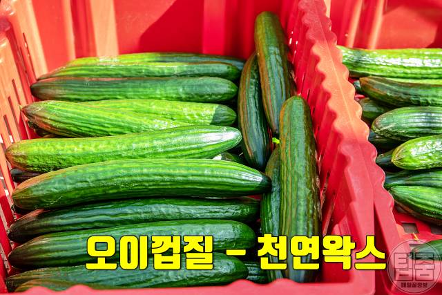 오이 효능 왁스 오이 매일 먹으면