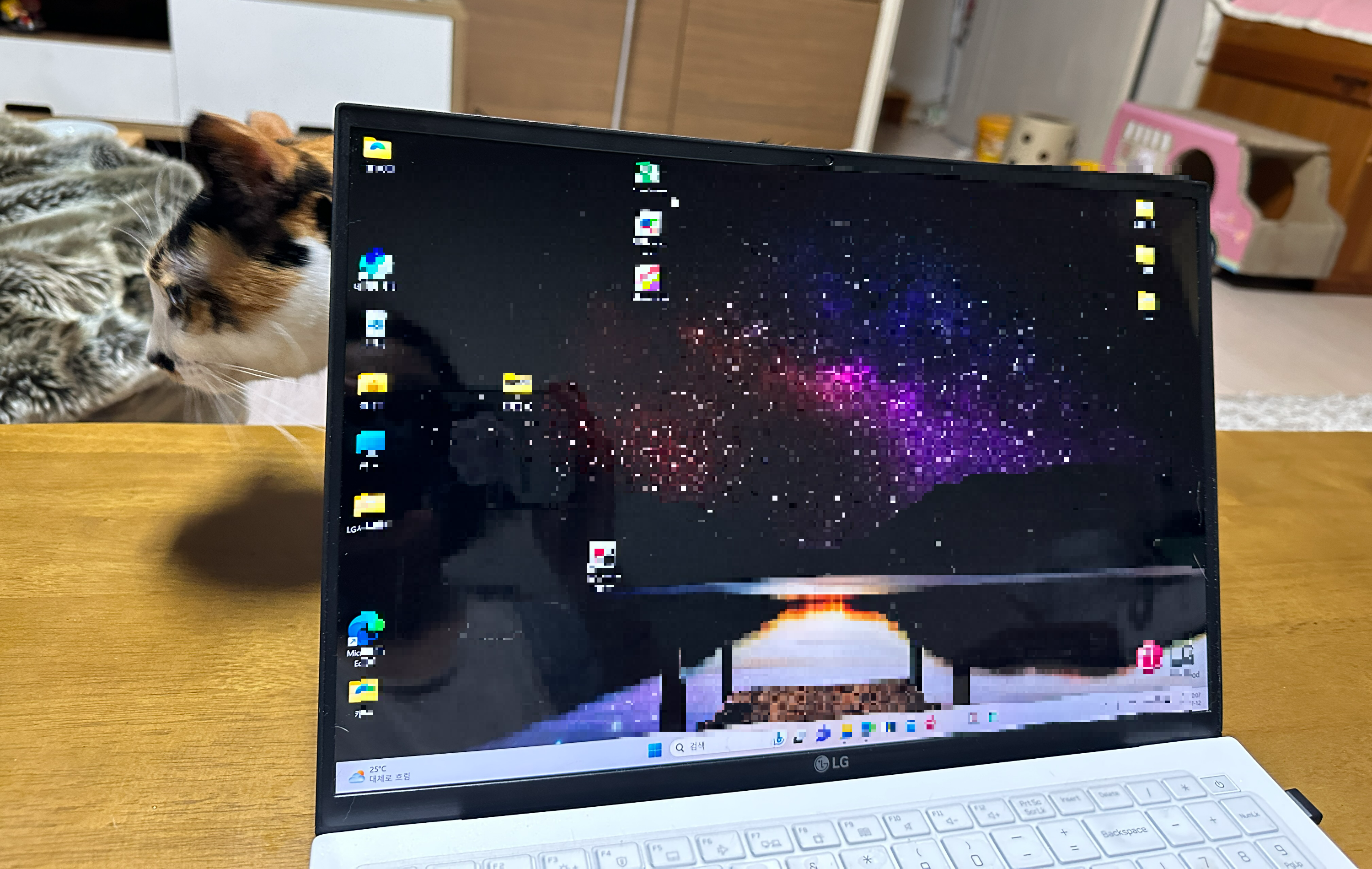 노트북_뒤에_있는_삼색이고양이_다다