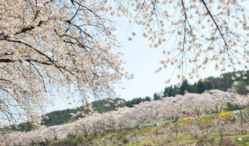 충청도 수안보 벚꽃 명소 시기 만기 벚꽃 드라이브하기 좋은 곳