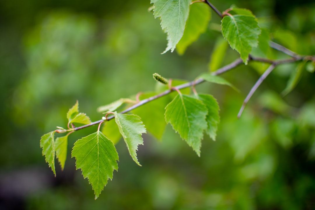 Birch