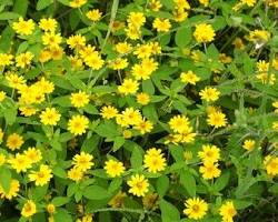 멜람포디움 이미지 사진