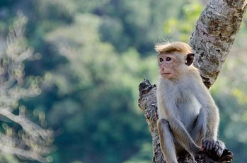 나무위의-원숭이