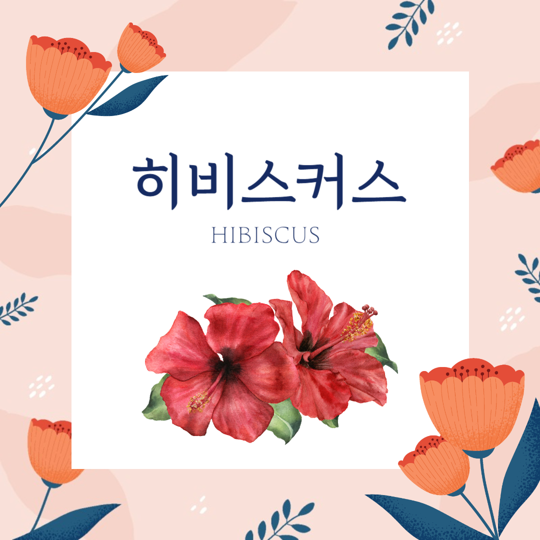 히비스커스 효능 부작용