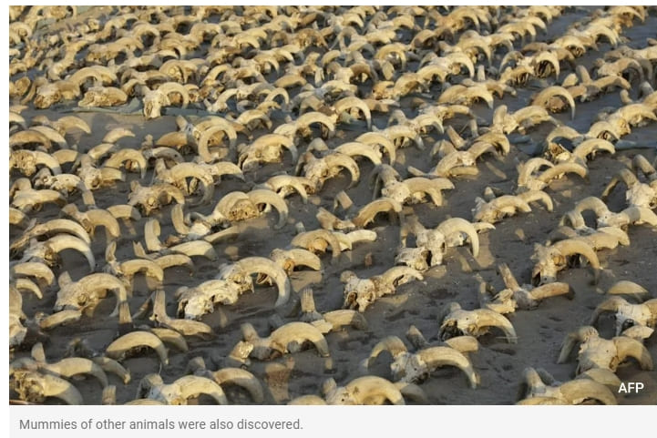 이집트 유적지에서 발굴된 2,000여 마리 양의 머리 VIDEO: 2,000 mummified ram heads found in temple in southern Egypt