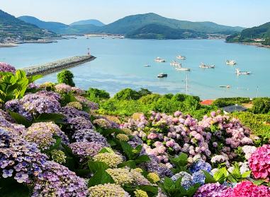 전라도 수국명소 추천 7곳, 수국이 만개한 아름다운 여름을 걷다