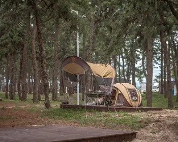 연곡 솔향기 캠핑장 b 구역_3