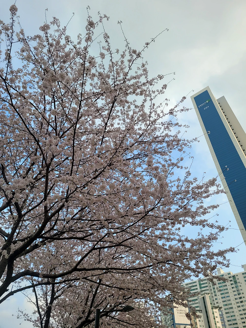 영도 동삼해수천 벚꽃길 개화 만개 시기8