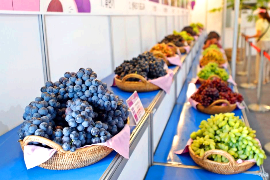 향수 옥천 포도 복숭아축제