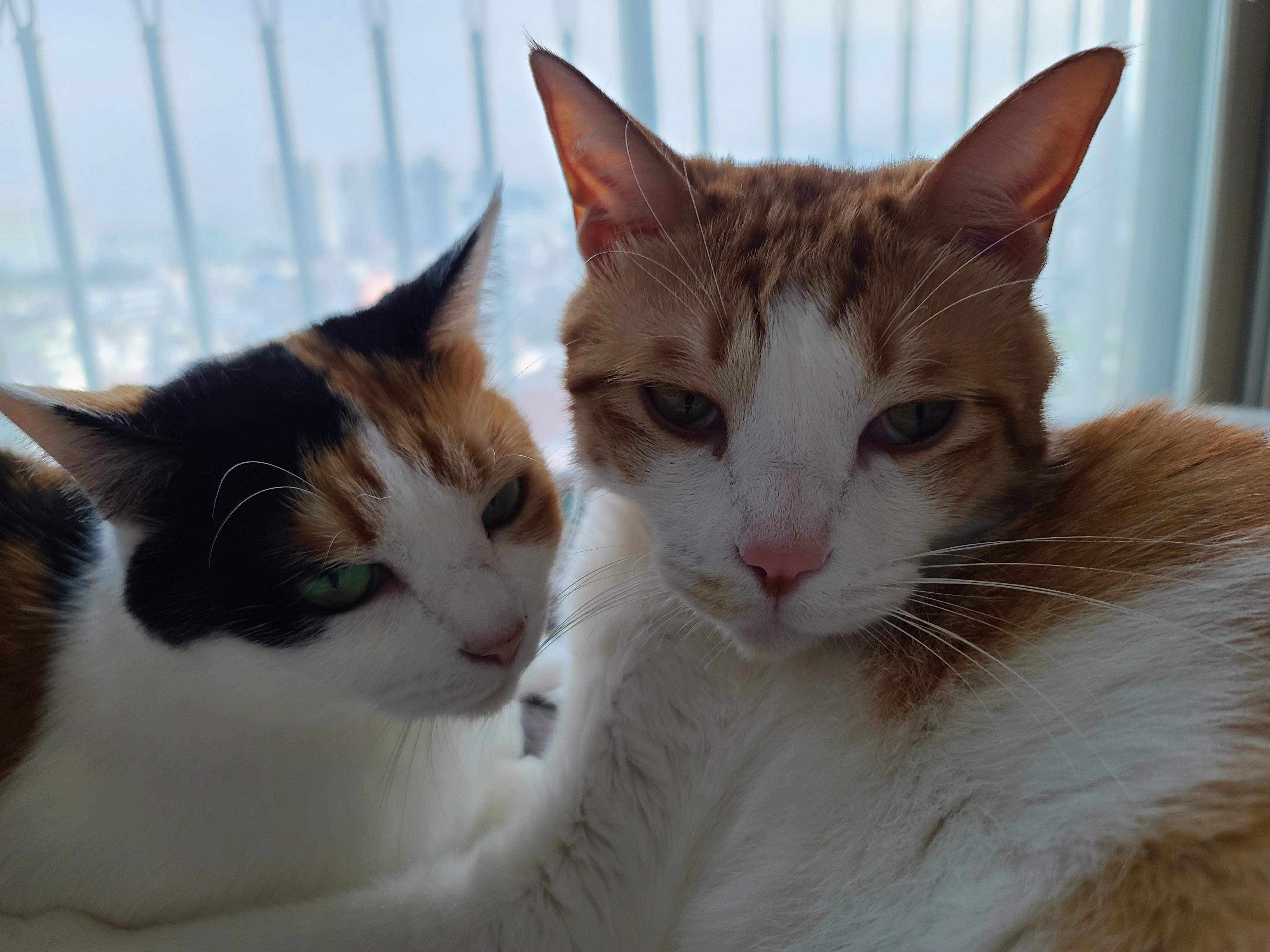 너무 예쁜 우리집 2호 고양이 커플. 삼색이 요미와 치즈냥이 막둥이 (feat.너무 다정한 그루밍)