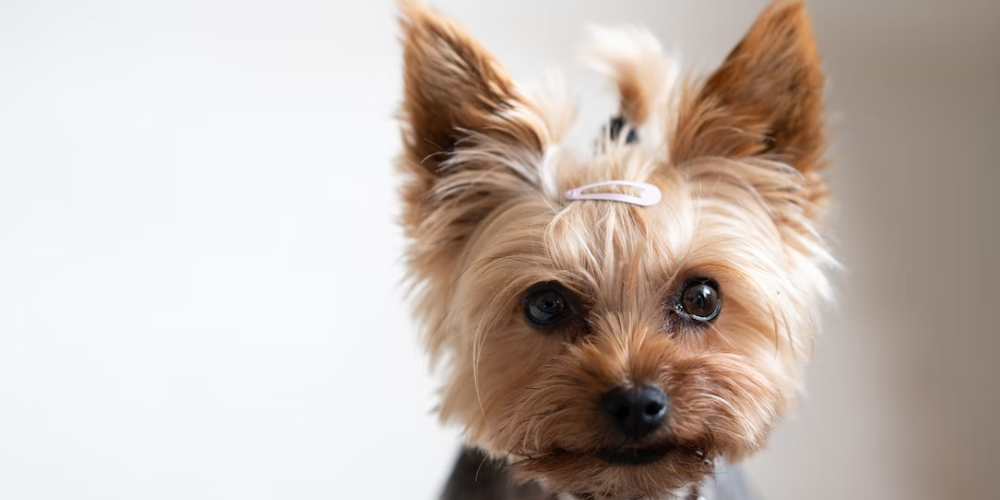 강아지 고개 갸우뚱거리는 이유 1