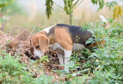 산책중인 강아지
