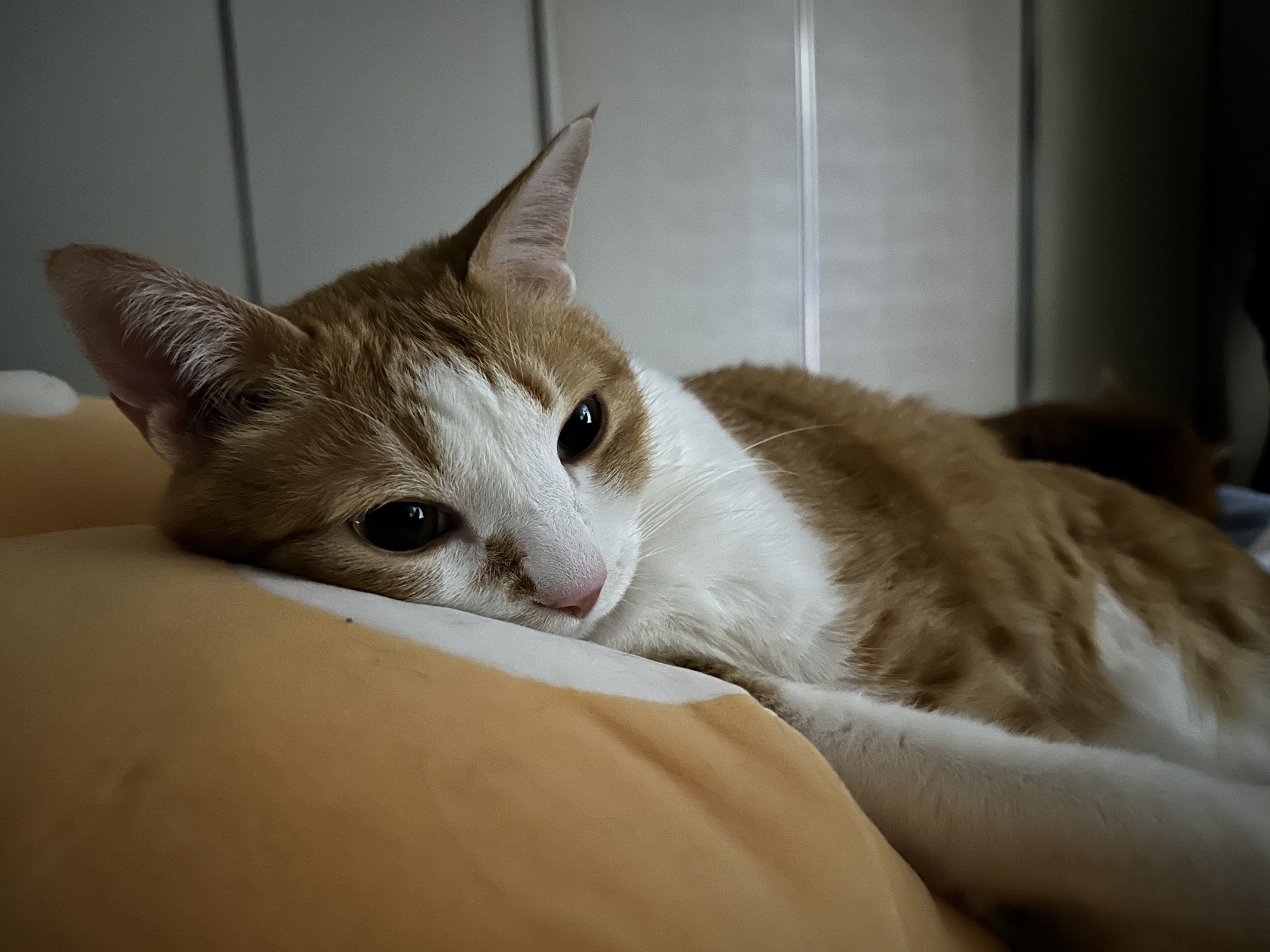 인형에_기대_있는_치즈냥이_호야