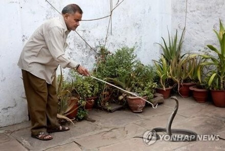 뱀을-죽이는-꿈