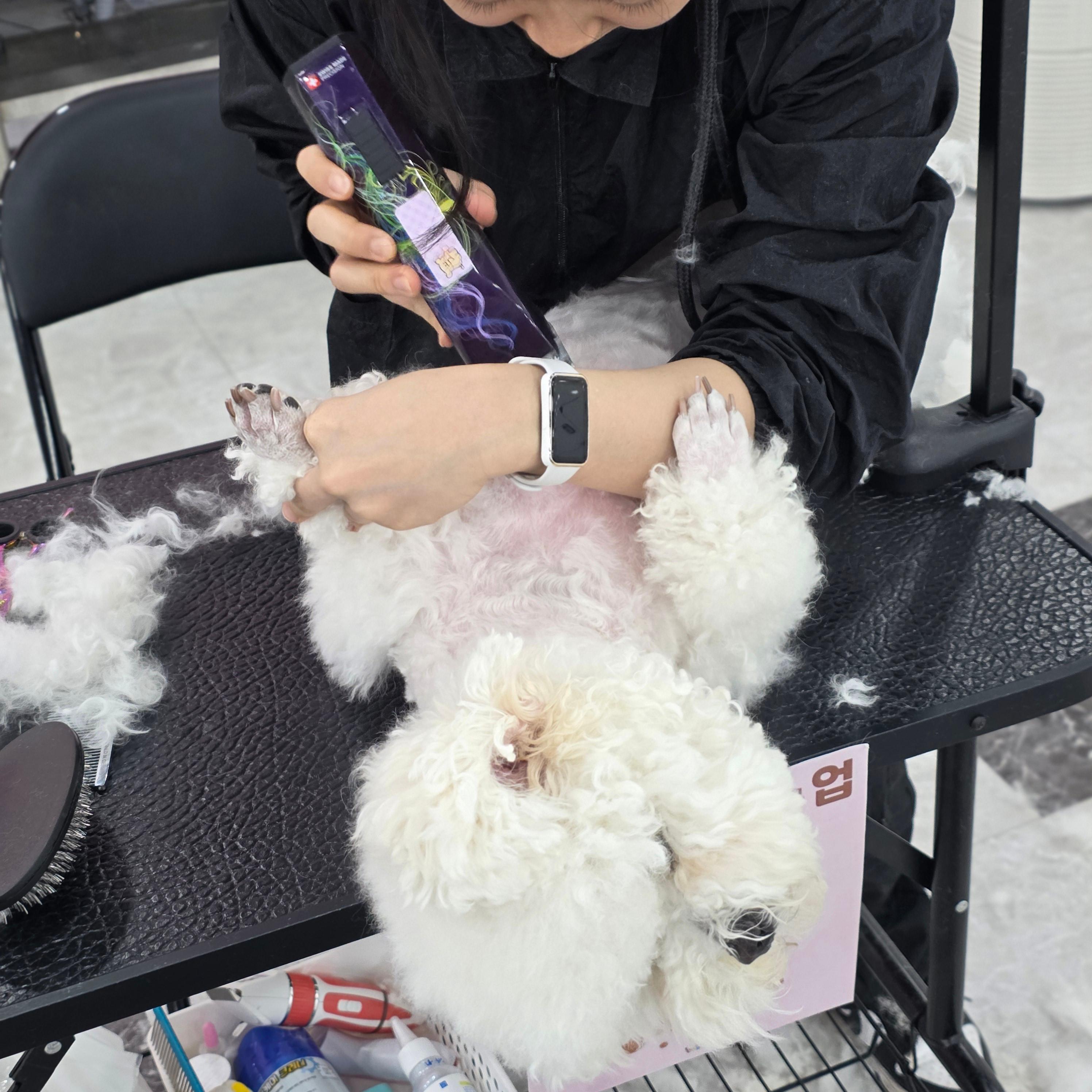 진주애견미용학원