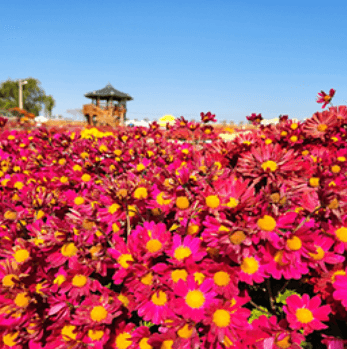 서산국화축제