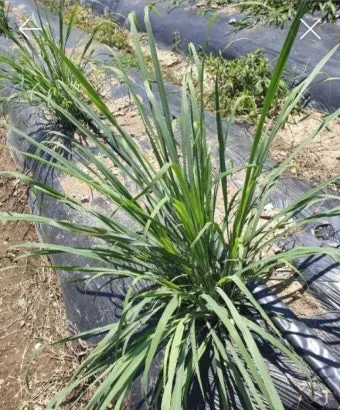 레몬그라스 재배 온도 유지 삽목 번식 잎 수확_9