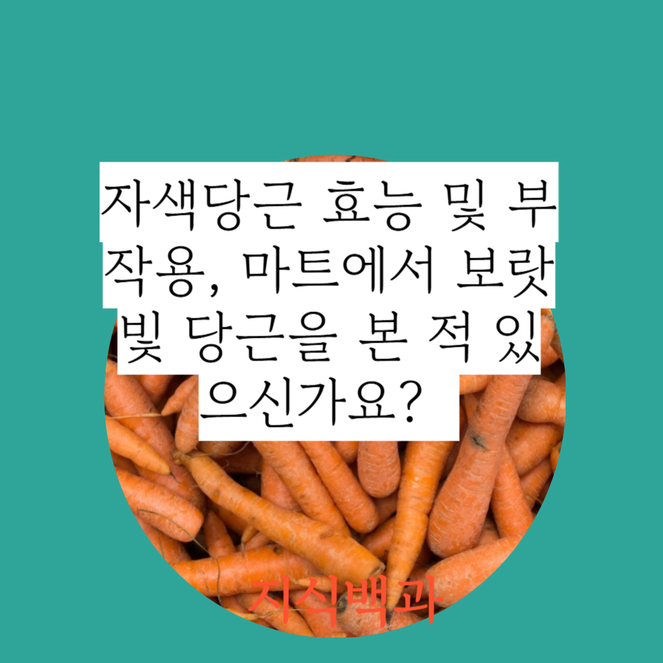 자색당근 효능 및 부작용, 마트에서 보랏빛 당근을 본 적 있으신가요?