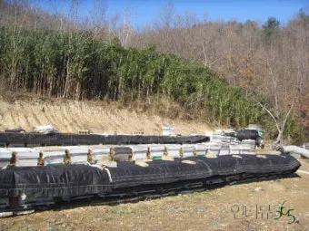 겨울 월동 준비 보온자재 덮개 동해 예방 물주기 조절_24