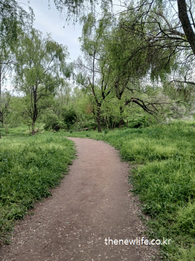 서울 여의도 샛강생태공원 진흙 오솔길의 풍경, 고요한 숲속을 따라 이어지는 자연 그대로의 맨발 걷기 좋은 길