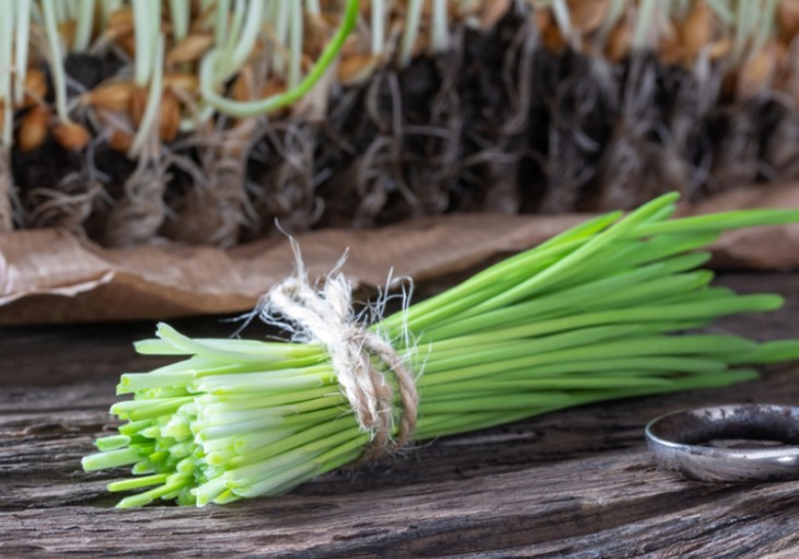 새싹보리 효능 피부재생