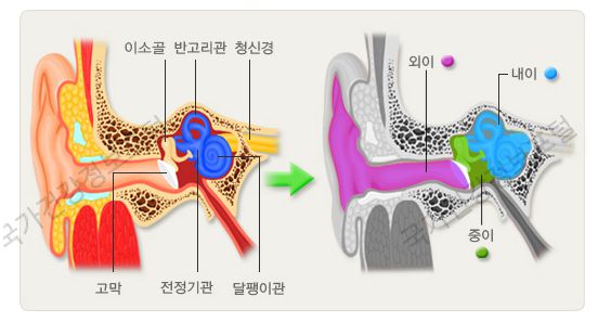 귀의구조