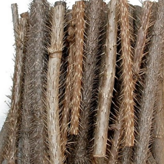 가시오가피 효능 부작용