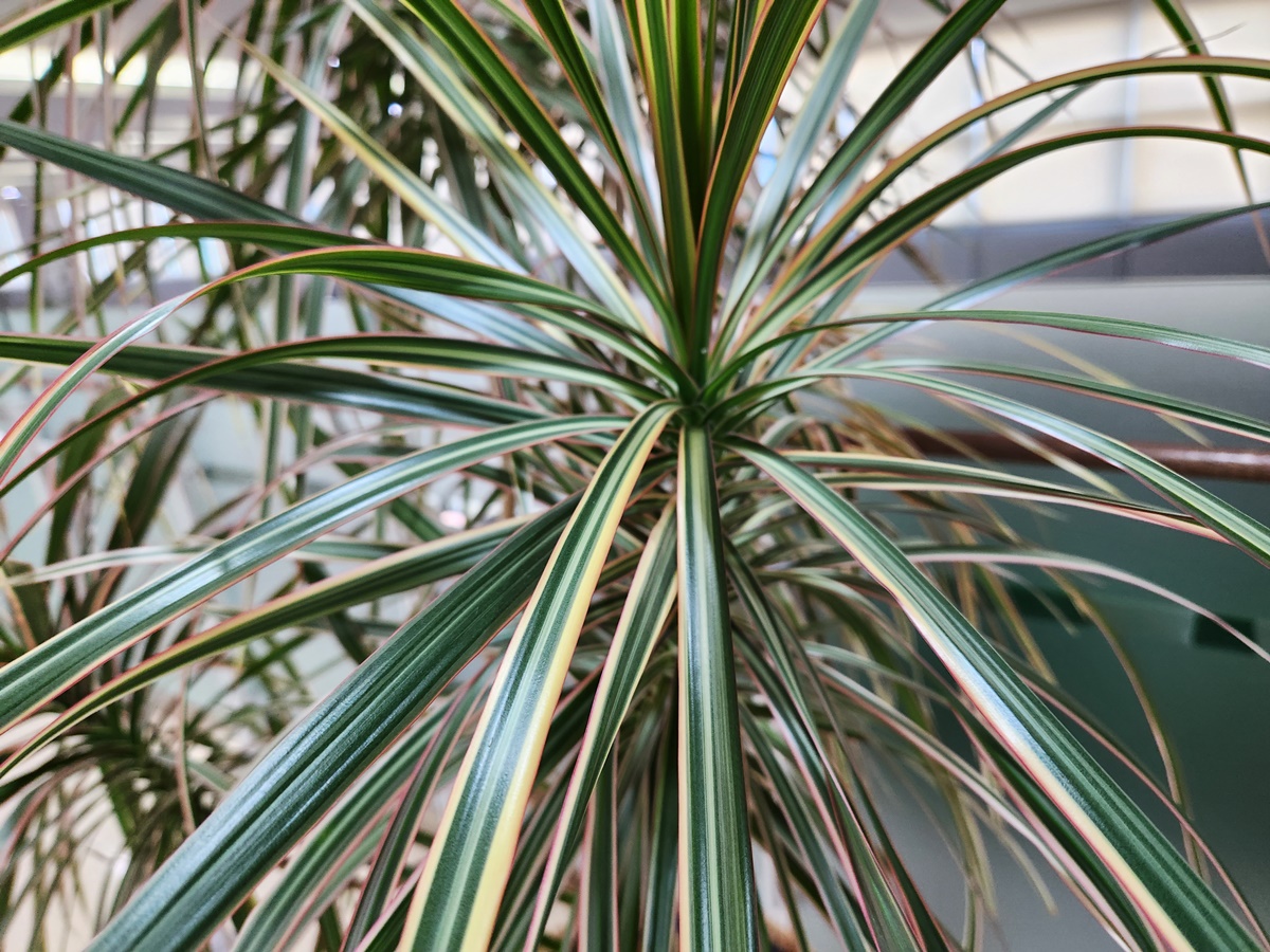 드라세나 마지나타 트리컬러