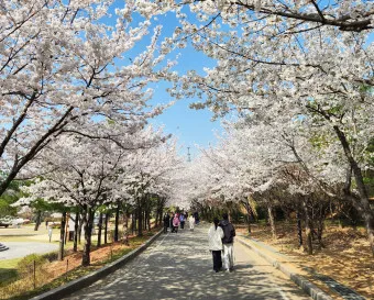 서울 벚꽃 명소 추천 베스트10_8