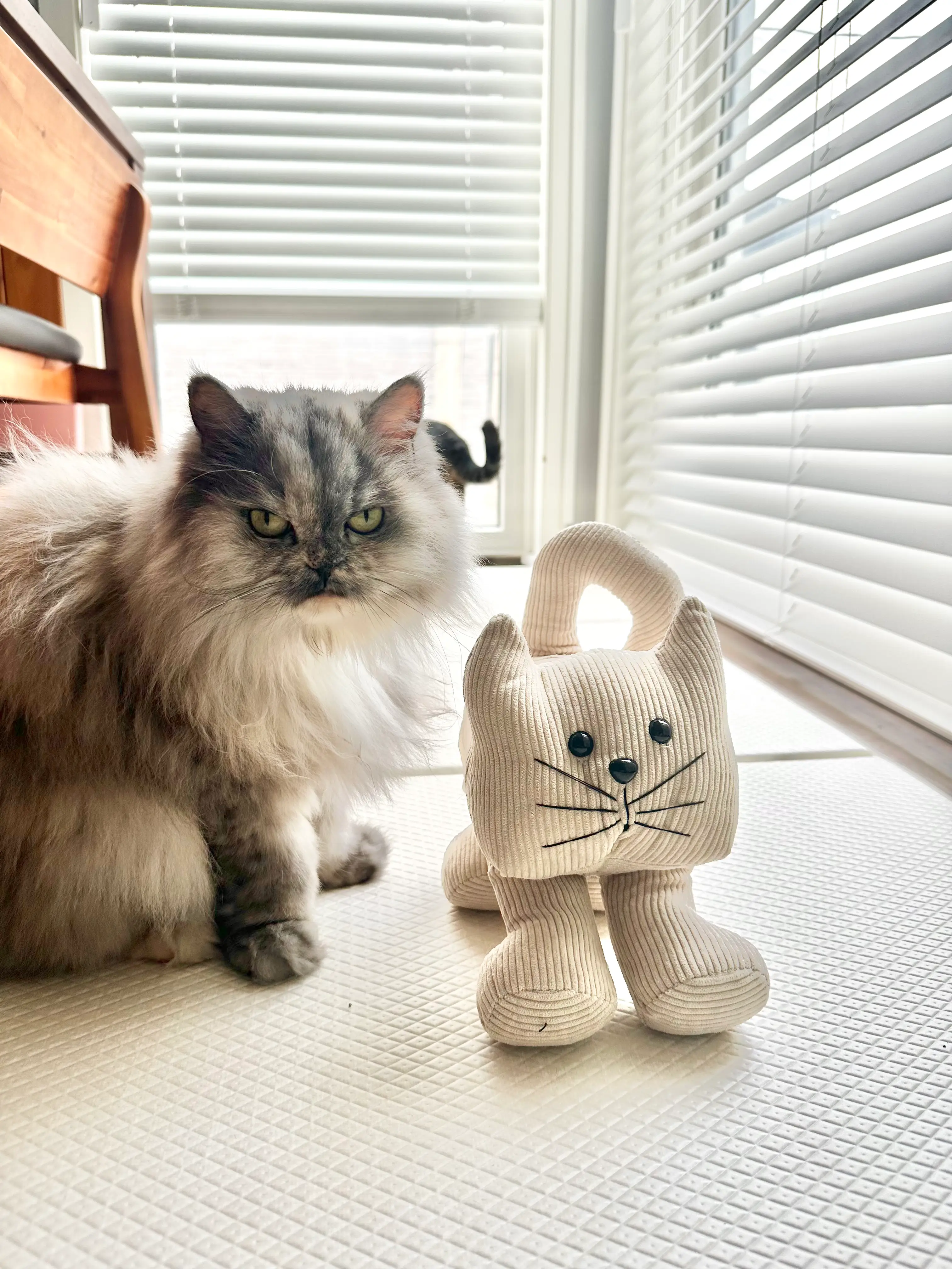 관절 보호용 고양이매트를 사용하는 고양이(페르시안 친칠라)