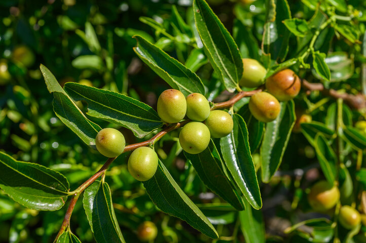 사과대추 효능 11가지, 사과대추 먹는법