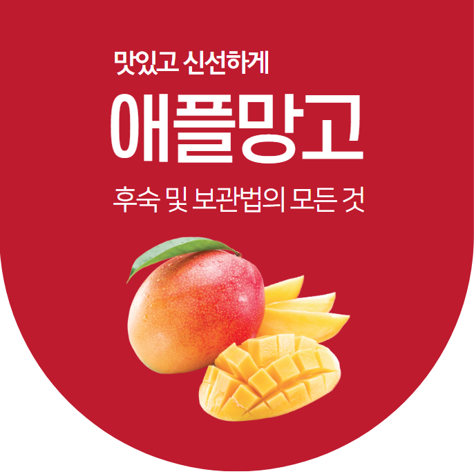 맛있고 신선한 애플망고 후숙 및 보관법