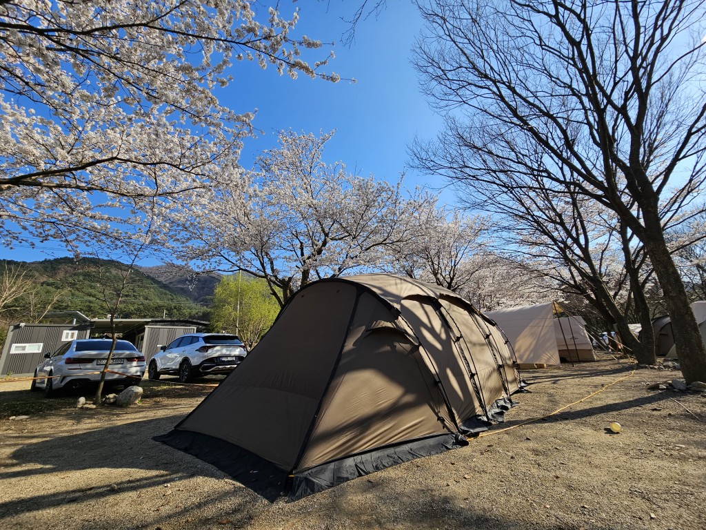 벚꽃 아래 텐트 전경