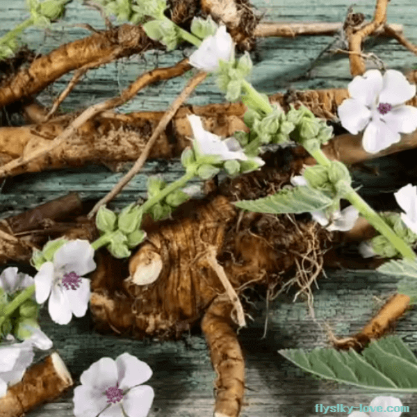 마시멜로 꽃과 뿌리