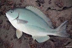 생선 꿈에 대한 해몽풀이 [무료 꿈해몽]