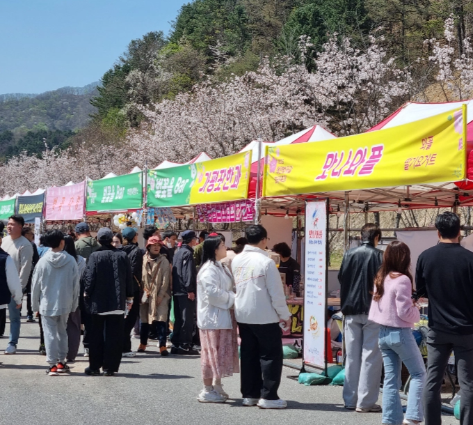 가평 벚꽃명소 에덴벚꽃길 벚꽃축제