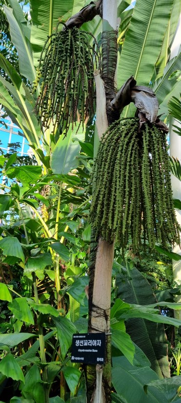 세종 국립 수목원