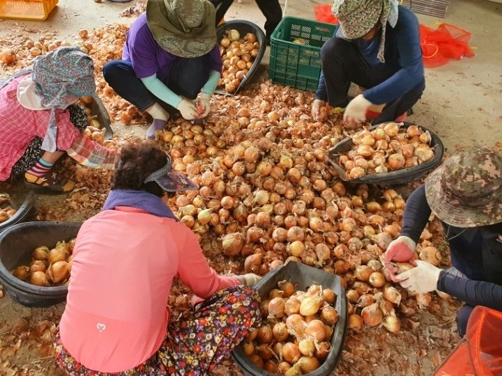 오래 살고 싶다면 양파 이렇게 드세요! 양파 효능을 높이는 섭취 방법
