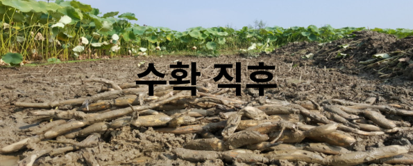 서가네- 흙사랑경산연근