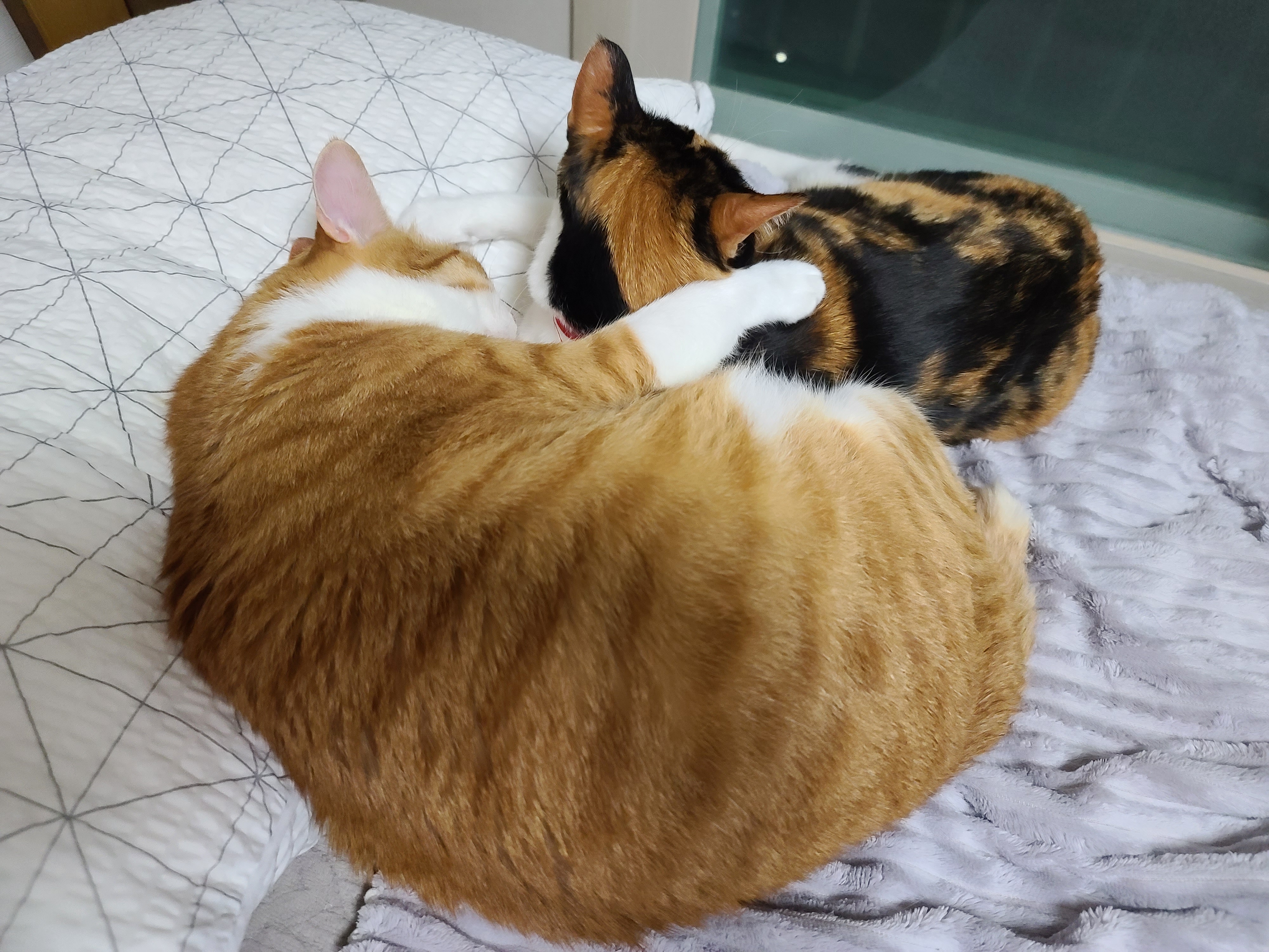 우리집 달달한 고양이 커플. 다다는 호야바라기.