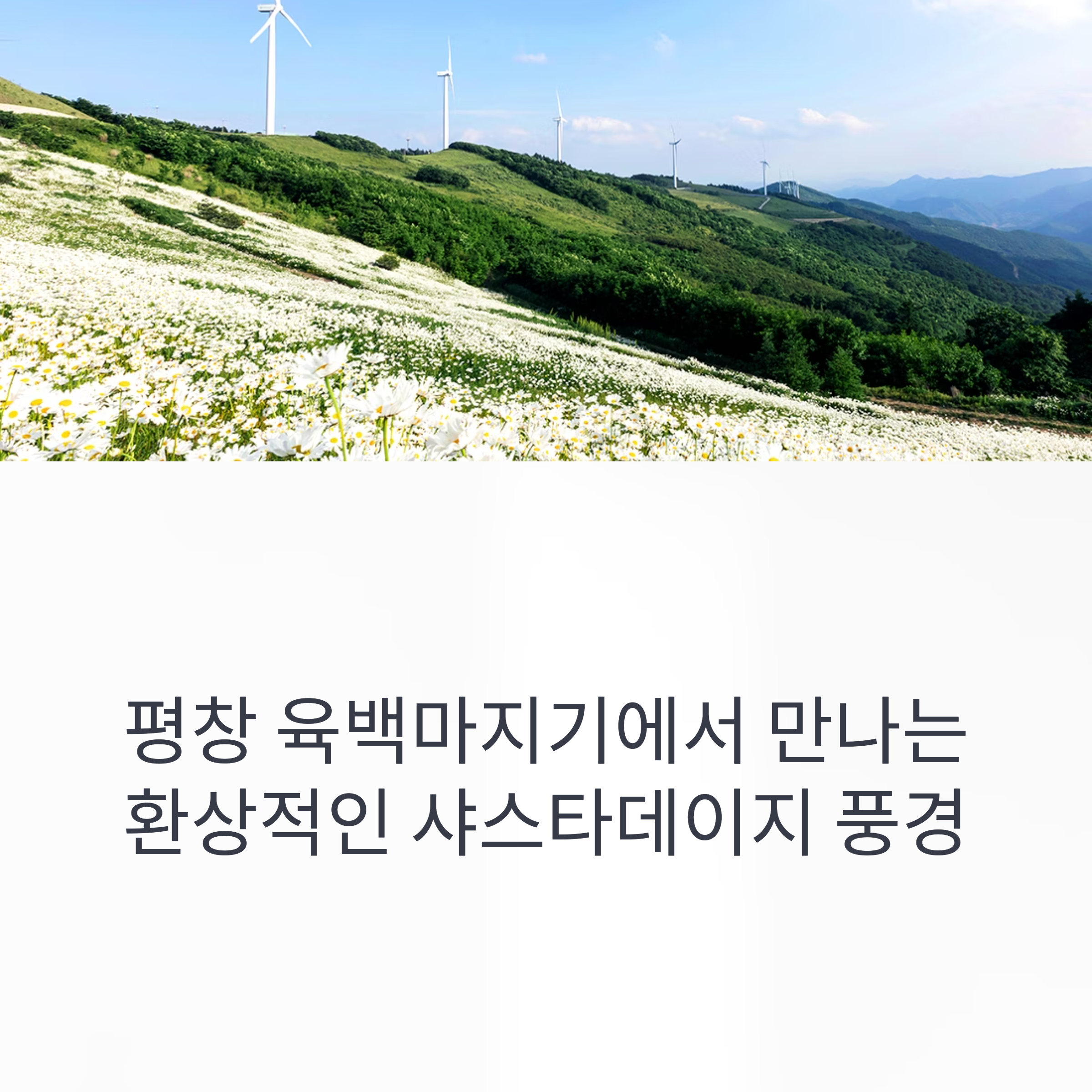 평창 육백마지기 샤스타데이지 대폭발!