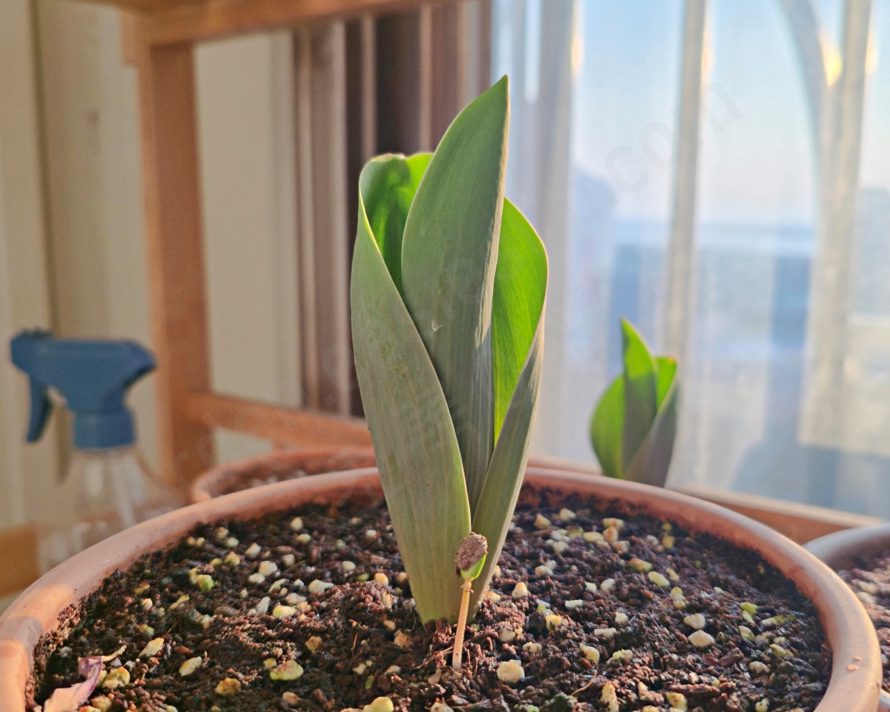 베란다에서 자라는 프린지 튤립