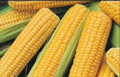옥수수 사진