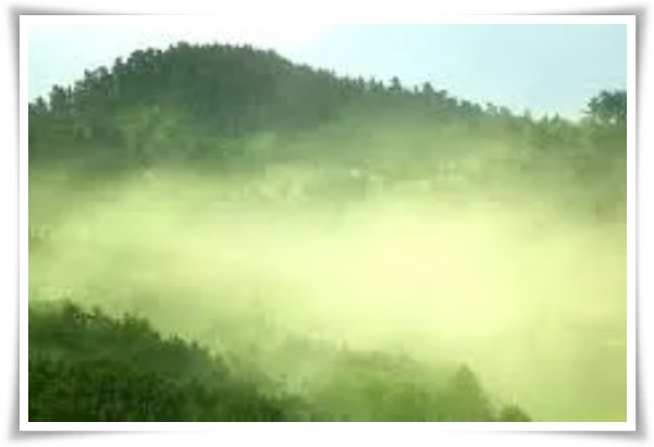 &quot;송화가루, 송진가루&quot; 솔솔 날아온 자연의 선물 노란 가루 효능과 알레르기 대처법!