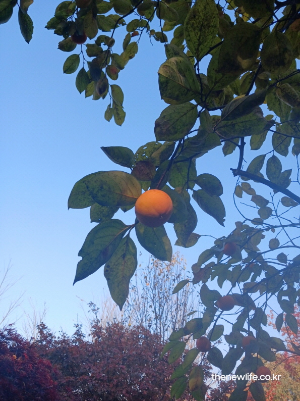 푸른 하늘 아래 감나무에 달린 단감의 모습을 담은 실사 사진