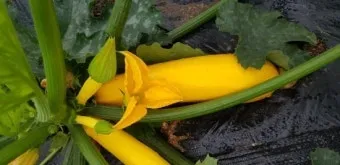 주키니 재배 모종 활착 순치기 수확 타이밍_10